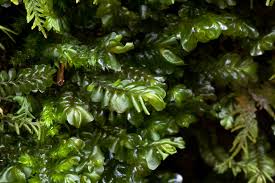 Attēlu rezultāti vaicājumam “Plagiochila porelloides”