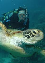 Image result for Deep and Wide Diving