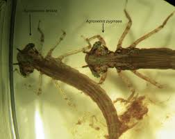 Attēlu rezultāti vaicājumam “Licea pygmaea macro”