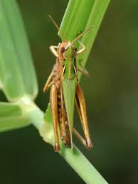 Attēlu rezultāti vaicājumam “Omocestus viridulus”