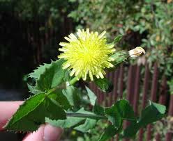 Attēlu rezultāti vaicājumam “Sonchus oleraceus”