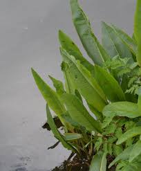 Attēlu rezultāti vaicājumam “Rumex hydrolapathum fruit”