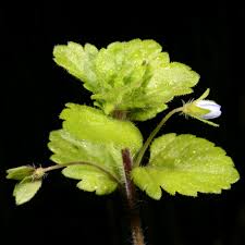 Attēlu rezultāti vaicājumam “Veronica agrestis leaf”