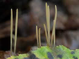 Attēlu rezultāti vaicājumam “Macrotyphula juncea”