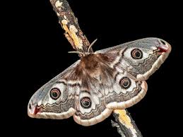 Attēlu rezultāti vaicājumam “Saturnia pavonia eggs”