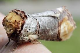 Attēlu rezultāti vaicājumam “Phalera bucephala”