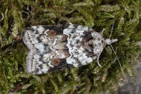 Attēlu rezultāti vaicājumam “Nycteola degenerana”