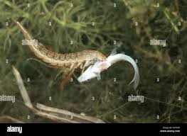 Attēlu rezultāti vaicājumam “Dytiscus sp. larva”
