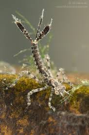 Attēlu rezultāti vaicājumam “Platycnemis pennipes”