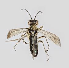 Attēlu rezultāti vaicājumam “Rhogogaster picta”