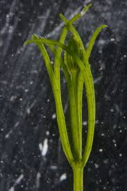 Attēlu rezultāti vaicājumam “Chara globularis”