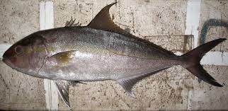 Image result for Seriola rivoliana