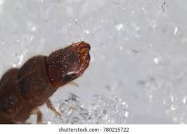 Attēlu rezultāti vaicājumam “Cantharis fusca larva”