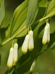 Attēlu rezultāti vaicājumam “Polygonatum odoratum flower”