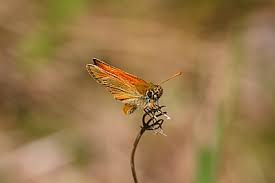 Attēlu rezultāti vaicājumam “Thymelicus sylvestris male”