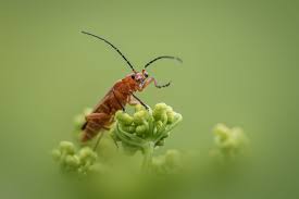 Attēlu rezultāti vaicājumam “Rhagonycha fulva”