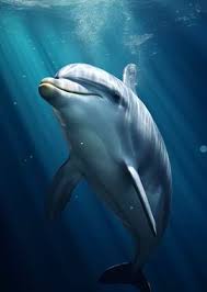 Image result for Dolphina Gc