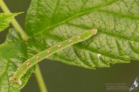 Attēlu rezultāti vaicājumam “Mesoleuca albicillata”