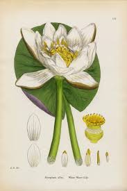 Attēlu rezultāti vaicājumam “Nymphaea alba flower”