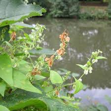 Attēlu rezultāti vaicājumam “Fallopia dumetorum”