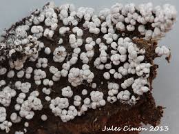 Attēlu rezultāti vaicājumam “Physarum xanthinum sessile”