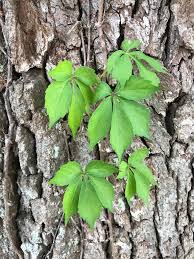 Attēlu rezultāti vaicājumam “Vitaceae”