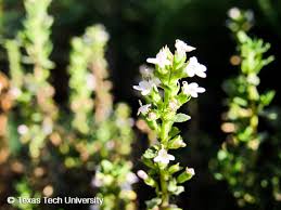Attēlu rezultāti vaicājumam “Thymus vulgaris leaf”