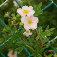 Image result for Rubus sectio