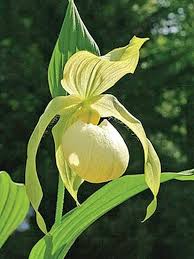 Attēlu rezultāti vaicājumam “Cypripedium calceolus flower”
