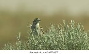 Image result for Chondestes grammacus