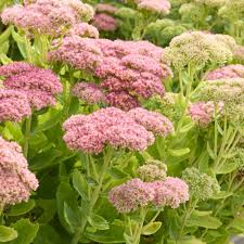 Attēlu rezultāti vaicājumam “Hylotelephium telephium”