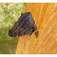 Attēlu rezultāti vaicājumam “Inachis io underside”