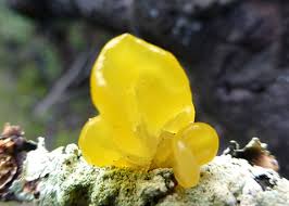 Attēlu rezultāti vaicājumam “Dacrymyces chrysospermus”