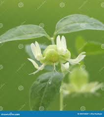 Attēlu rezultāti vaicājumam “Silene baccifera flower”
