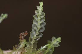 Attēlu rezultāti vaicājumam “Lophocolea”