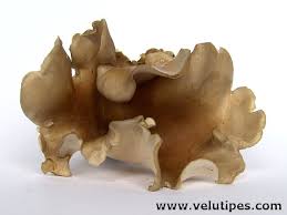 Attēlu rezultāti vaicājumam “Polyporus melanopus”