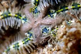 Attēlu rezultāti vaicājumam “Ophiotheca sp.”