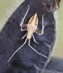 Attēlu rezultāti vaicājumam “Phytocoris varipes”