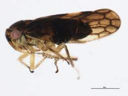 Attēlu rezultāti vaicājumam “Oncopsis sp.”