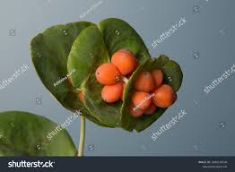Attēlu rezultāti vaicājumam “Lonicera caprifolium fruit”