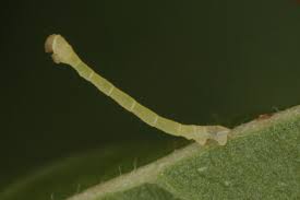 Attēlu rezultāti vaicājumam “Electrophaes corylata”