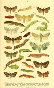 Attēlu rezultāti vaicājumam “Griposia aprilina”