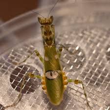 Attēlu rezultāti vaicājumam “Petractis sp.”