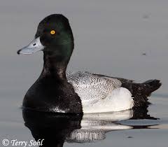 Image result for Aythya affinis