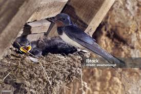 Attēlu rezultāti vaicājumam “Hirundo rustica nest”