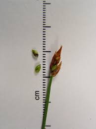 Attēlu rezultāti vaicājumam “Carex chordorrhiza”