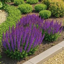 Image result for Salbei