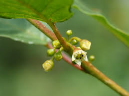 Attēlu rezultāti vaicājumam “Frangula alnus flower”