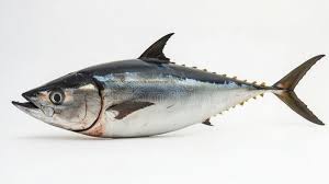 Image result for Thunnus obesus