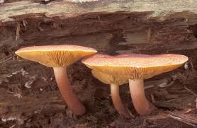 Attēlu rezultāti vaicājumam “Tricholomopsis rutilans”